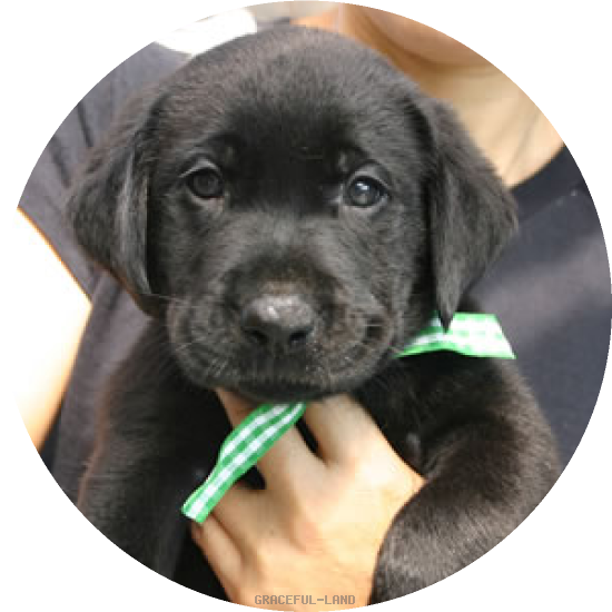 グリーンCK(NORBLE 男の子)(A child of ナイト & ノ-ブル) グリーンCK(NORBLE 男の子)